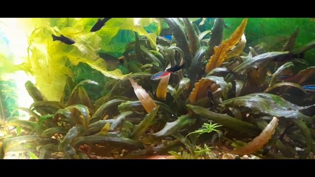 060 Аквариум Релакс смотреть онлайн