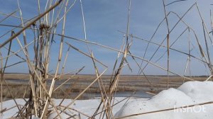 Весна охота на гуся Алтайский край