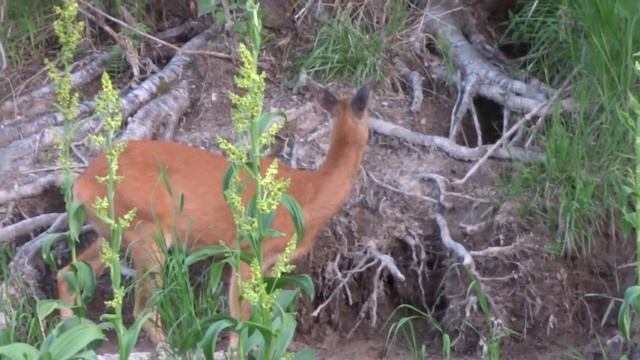 Там на изведанных дорожках 21 года. смотреть онлайн