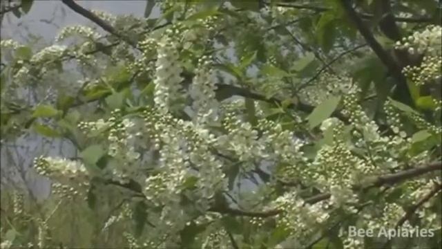 цветёт черёмухак похолоданию смотреть онлайн