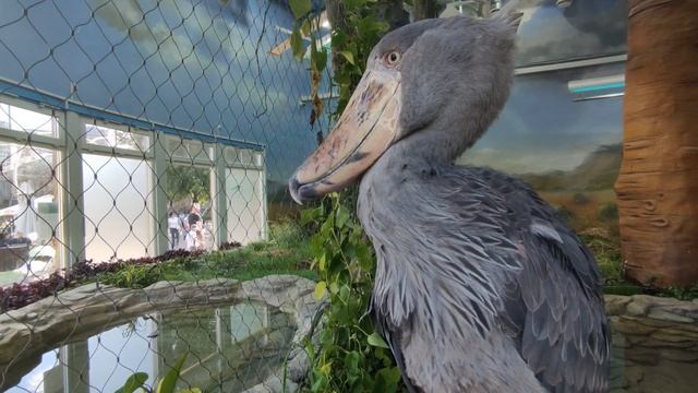 Московский зоопарк 2024. Китоглав - новый житель зоопарка смотреть онлайн