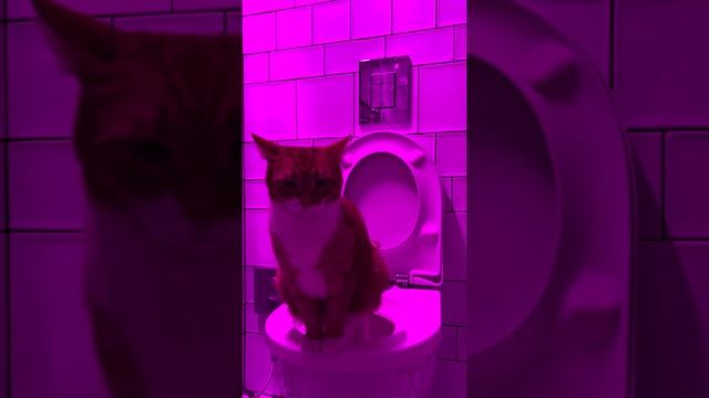 экологичный туалет для кота 🐈 без лотка и наполнителя 🤩 смотреть онлайн