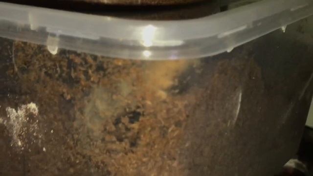 Intermolt / Premolt Brachypelma Albiceps (Mexican golden red rump) ft. evil OBT & C. Darlingi смотреть онлайн