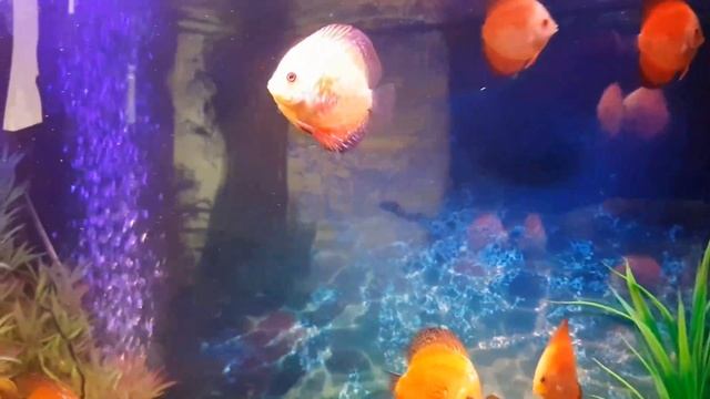 Копия видео "ДИСКУСЫ____DISCUS" смотреть онлайн