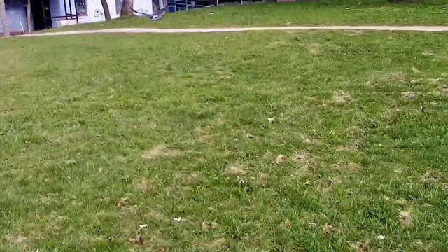 Голубь носит Nike смотреть онлайн