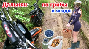 Дальняк за грибами и ягодами на мопеде альфа 110 и на эндуро мотоцикле sport 003 pro 300 после дождя