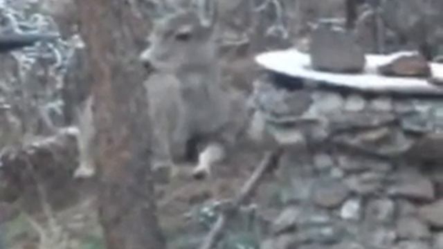 Oh Deer Me, It's the Easter Elk! смотреть онлайн