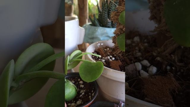 hoya imbricata, digna de coleccionistas 🌱💚 #plantas #hoyaimbricata #hoya #plants смотреть онлайн