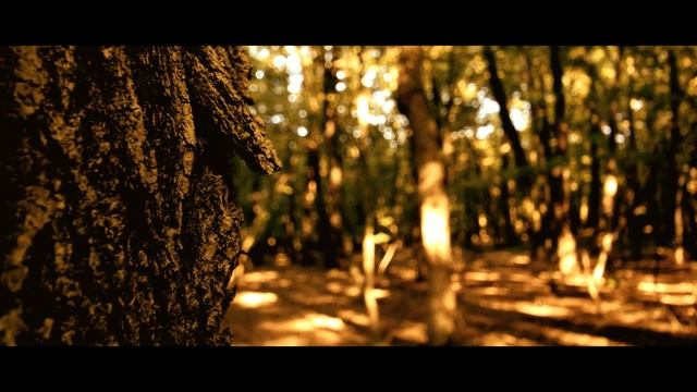 Blackmagic Cinema Camera 2.5K ⏐ Test I (Tvarožná Lhota) смотреть онлайн