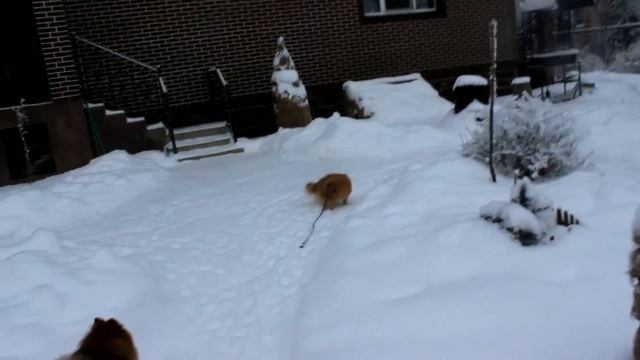 18.12.18 год. Густя. смотреть онлайн