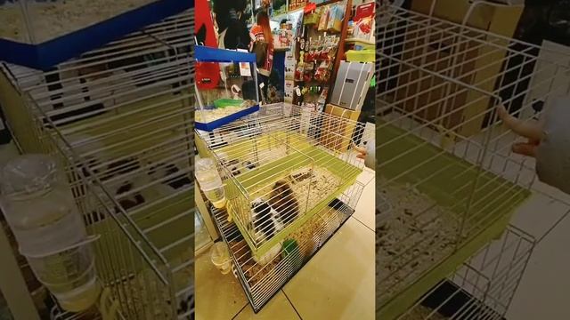 гуляем по торговому центру,купили кролика и игрушки. смотреть онлайн