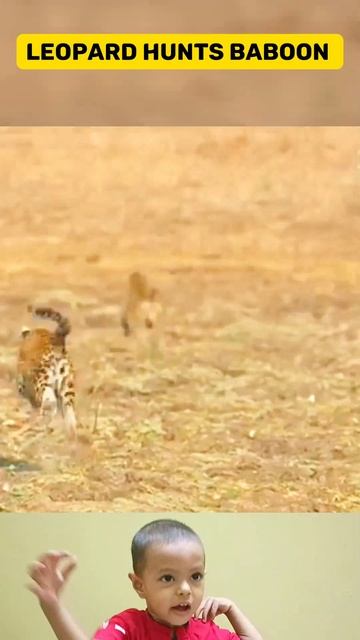 Nature's Stealth and Ambush | Leopard's Thrilling Hunt for a Baboon смотреть онлайн