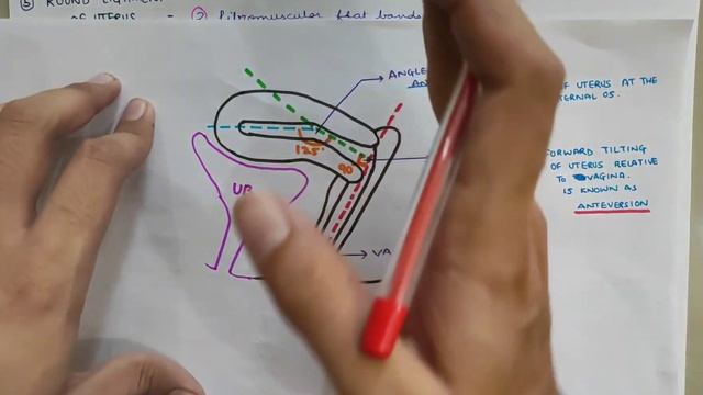 Uterus - 5 | Support of Uterus | Abdomen смотреть онлайн