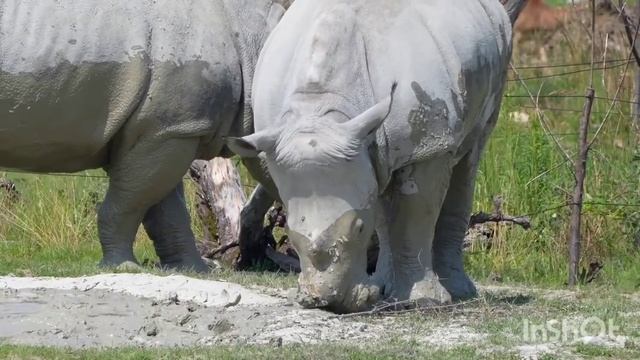 Rhinoceros. A selection of rhinos. African animals. Animals of Madagascar. Animals of Australia. смотреть онлайн