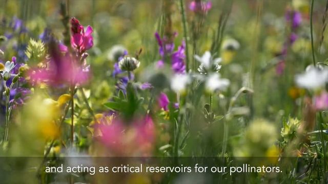 The benefits of restoring flower-rich grasslands to mitigate the impacts of climate change смотреть онлайн