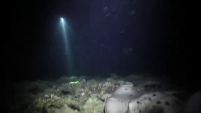 Night dive @ Maaya Thila, Maldives смотреть онлайн