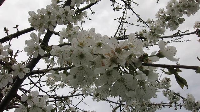 05.04.2023. Россия. Краснодарский край. Цветение черешни смотреть онлайн