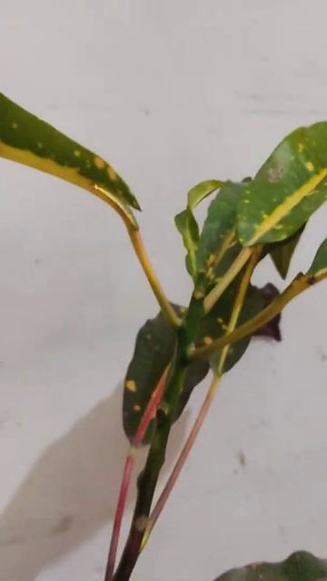 Croton plant just 50 rupee #plants #shorts смотреть онлайн
