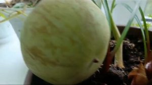 Арбуз 🍉 на подоконнике.