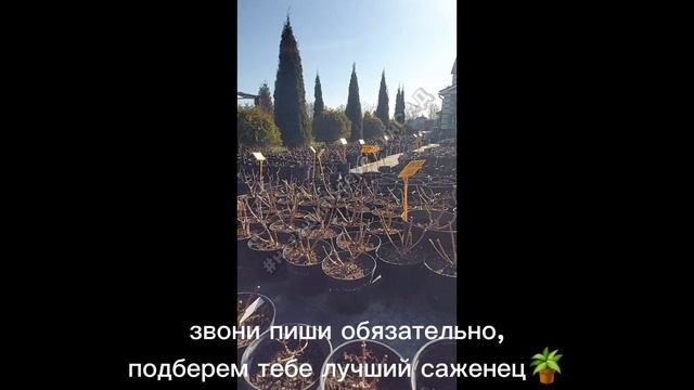 Питомник Гортензии #наташинИсерёжинСАД