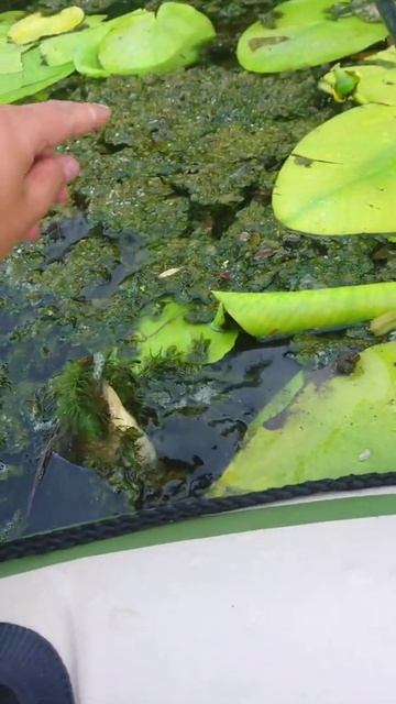 Это он 😱 Крупный карась в кувшинках !