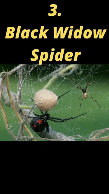 Top 5 Deadliest Spiders on Earth #shorts #youtubeshorts #viral #viralshorts #viralvideo смотреть онлайн