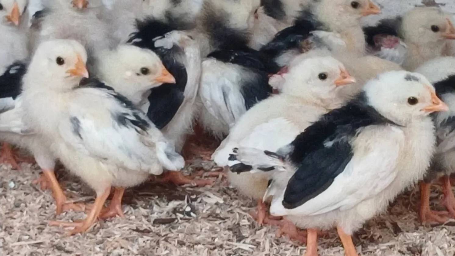 СТАРИННЫЙ МЕТОД БОРЬБЫ С РАСКЛЕВОМ У ЦЫПЛЯТ!!! 100% РЕЗУЛЬТАТ! 16.04.2025 год. смотреть онлайн