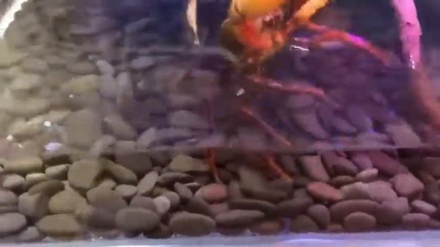 中国の攻撃的なサワガニにエサをやる Feeding my warrior crab (potamon sp) смотреть онлайн