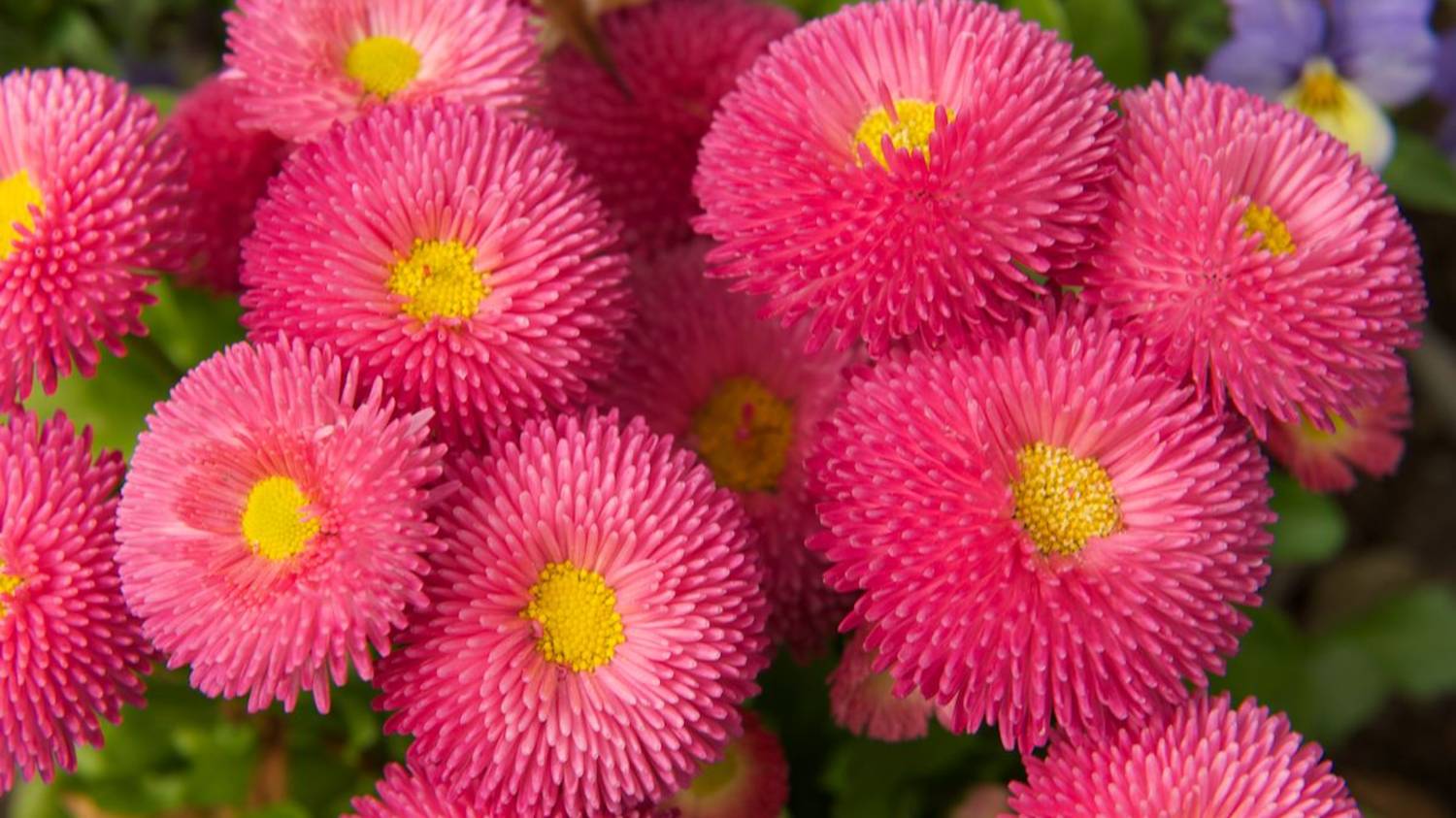 ОВНЫ. 🔥🔥🔥 Ваш таро-прогноз на май 2025 год. ✨✨✨ смотреть онлайн