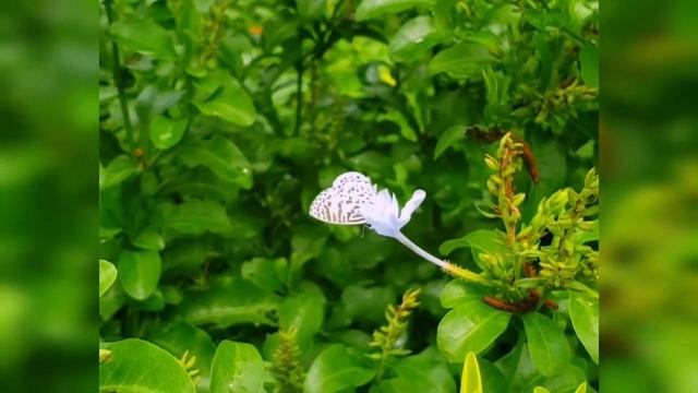 Borboleta Leptotes Cassius 🦋 смотреть онлайн