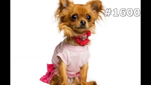 #1600. Собаки (В мире животных) смотреть онлайн