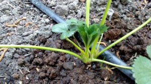 Как отличить женские кусты клубники от мужских!!!