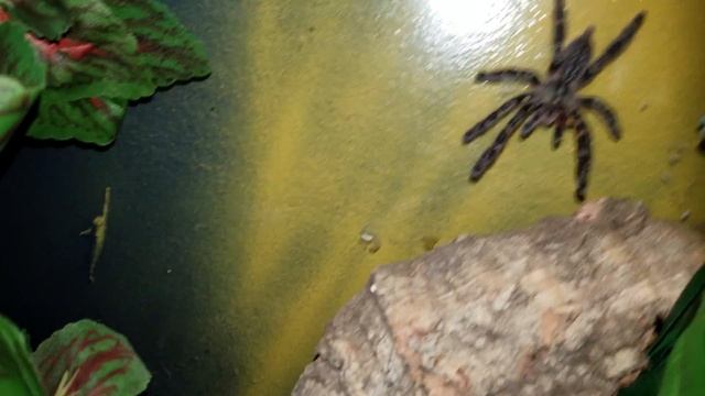 My second attempt at tong feeding the Poecilotheria ornata, March 6, 2018 смотреть онлайн