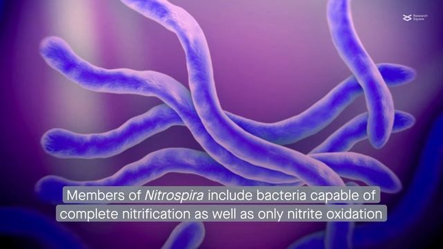 Ecological insights from the world’s largest database of complete ammonia oxidizers смотреть онлайн