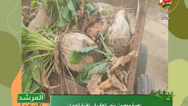 اهمية محصول بنجر العلف فى تغذية الحيوان смотреть онлайн