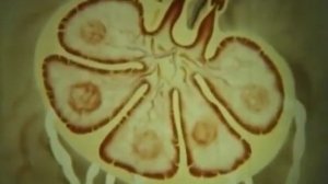 НаучФильм - Лимфатическая система