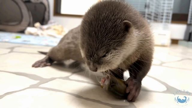 Baby Otter Sucks Fish смотреть онлайн