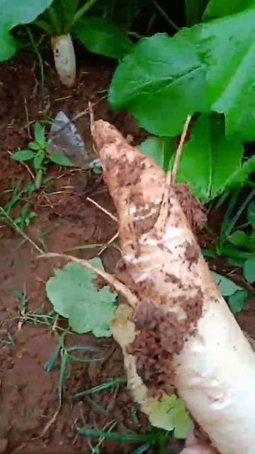 Dead radish raw eaten by me#raw #salad смотреть онлайн