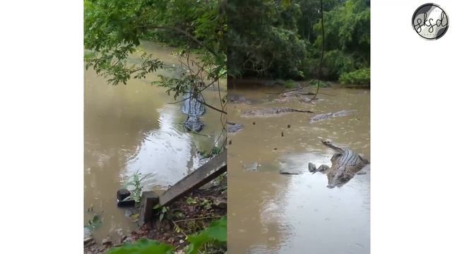 Hewan purba yang MASIH HIDUP DI INDONESIA!!! смотреть онлайн