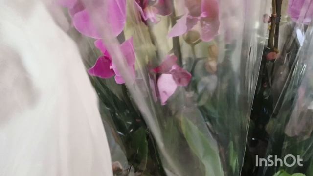 Орхидеи в Краснодаре.цветочный рынок/16.04.25/ смотреть онлайн