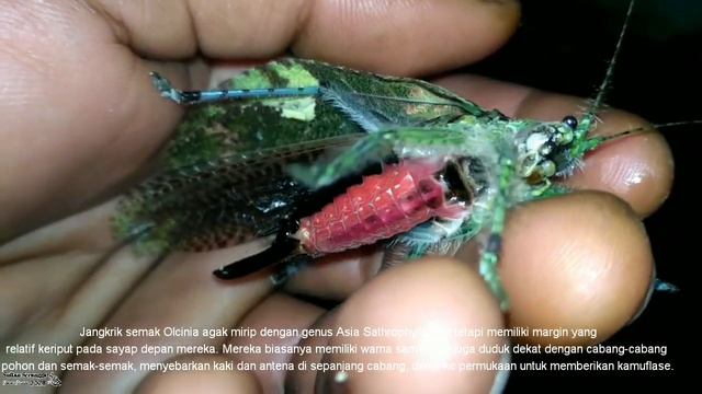 Jika Tidak Di Rekam Maka Kamu Tidak Akan Pernah Tahu Jenis BELALANG ini. смотреть онлайн