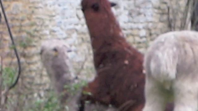 Alpacas Mating