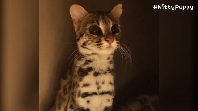 Asian Leopard Cat Bagheera Loves Meat смотреть онлайн
