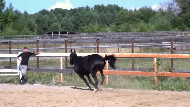 AKHAL-TEKE. STALLION DIFFER-SER `2016 смотреть онлайн