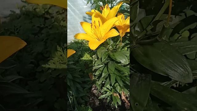 @Зроблю подарунок цибульки лілії смотреть онлайн