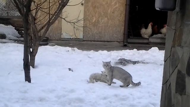Сварка котов 2 смотреть онлайн