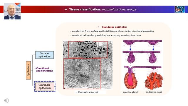 03. General histology. Epithelial tissues: general properties смотреть онлайн