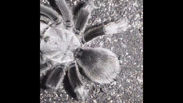 Aphonopelma chalcodes Happy Dance Party смотреть онлайн