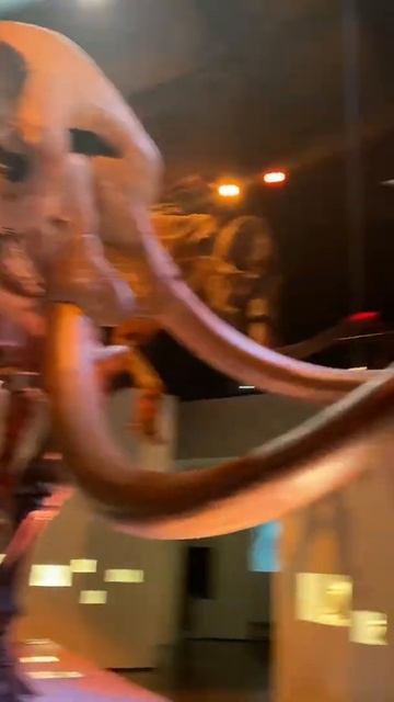 Giant Bull Ancient Fossils #shorts #woollymammoth смотреть онлайн