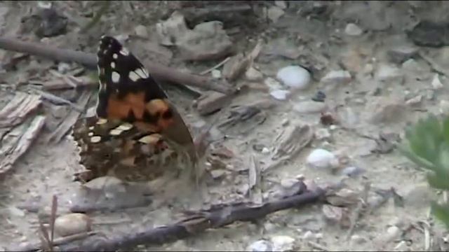 Meravigliosa Farfalla - Wonderful Butterfly смотреть онлайн